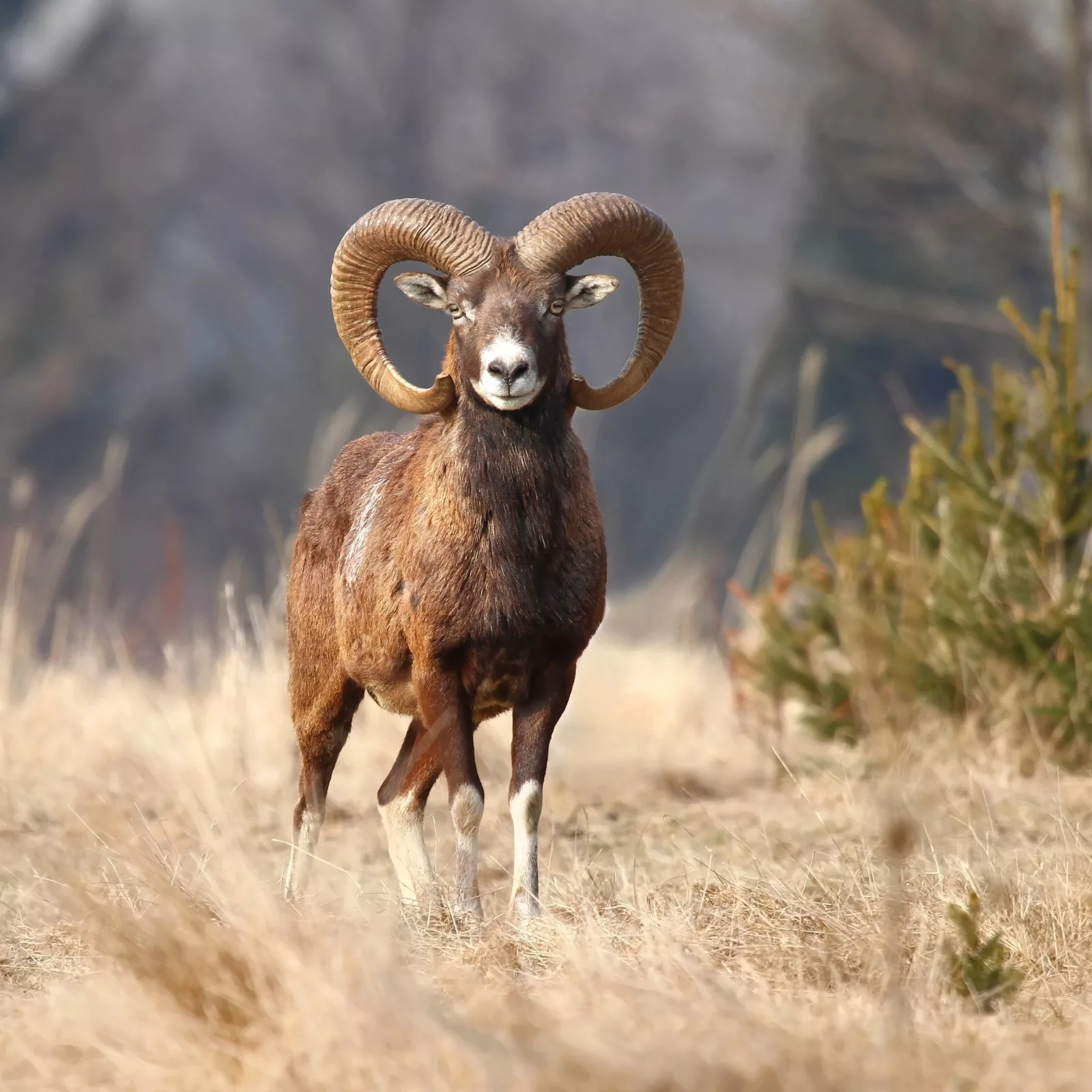 Un mouflon majestueux se dressant dans une zone herbeuse avec ses cornes en spirale distinctes bien en évidence, offrant une vue bienvenue.