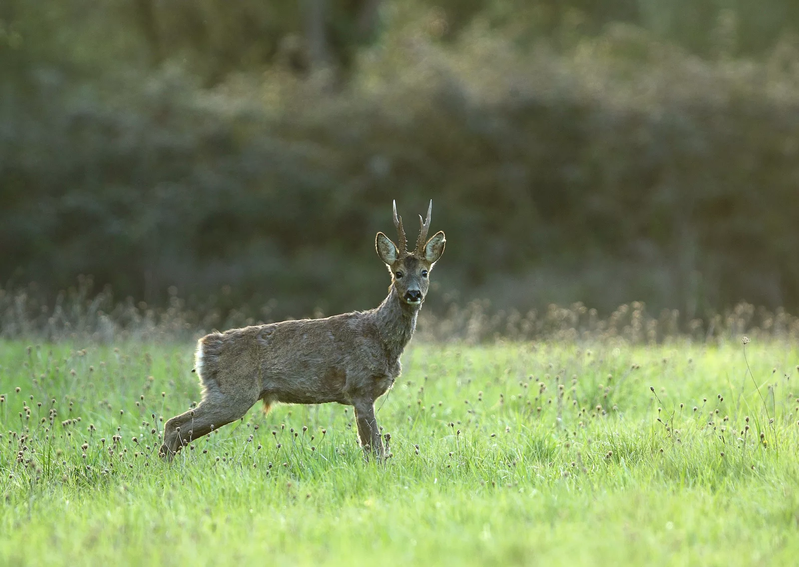 Voyages de chasse en France
Chasse à l’approche sur territoires ouverts dans les Pyrénées et le Sud-ouest