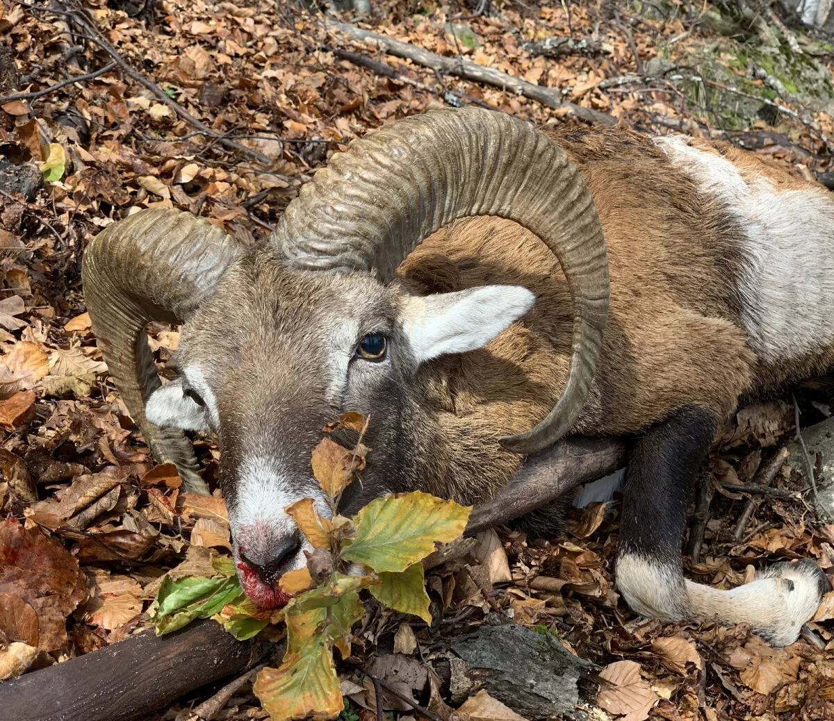 Voyages de chasse en France
Chasse à l’approche sur territoires ouverts dans les Pyrénées et le Sud-ouest