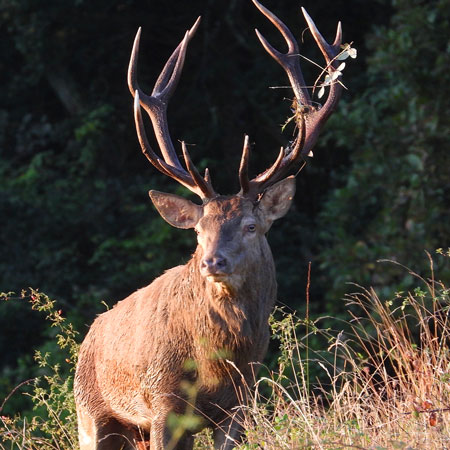 Chasse au cerf